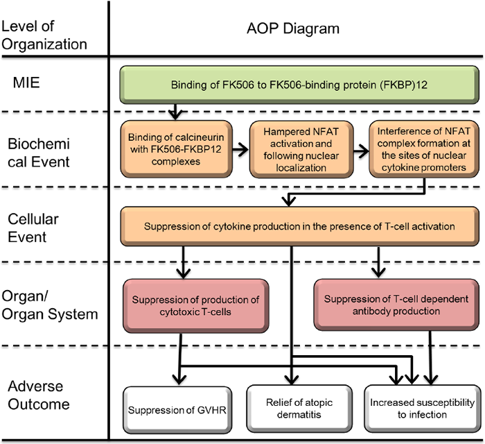 図1 FKBP12-FK506複合体形成による免疫抑制に関するAOP